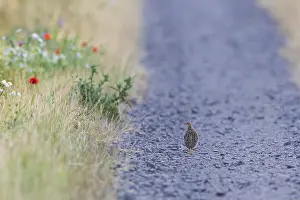 Drucke von Graugänse (Perdix perdix) einsamer junger Vogel geht allein auf einem Kiesweg neben einer blühenden Streifen an der Rande eines Feldes im Sommer, Hessen, Deutschland Rebhuhn Drucke: Grauer Wachtel (Perdix perdix)