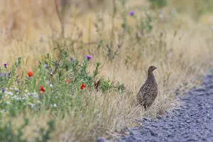 Drucke von Graugänse (Perdix perdix) Weibchen an der Kante eines Feldweges aus Kiessteinen neben einer blühenden Streifen von Mohn und Kamille an der Kante eines Feldes im Sommer, Hessen, Deutschland Rebhuhn Drucke: Grauer Wachtel (Perdix perdix)
