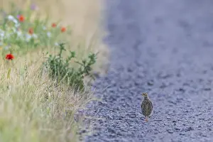 Drucke von Graugänse (Perdix perdix) einsamer junger Vogel geht allein auf einem Kiesweg neben einer blühenden Streifen am Rande eines Feldes im Sommer, Hessen, Deutschland Rebhuhn Drucke: Grauer Wachtel (Perdix perdix)