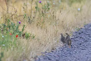 Drucke von Graugänse (Perdix perdix) drei junge Vögel stehen allein ohne erwachsenes Vogel auf einem Kiesweg neben einer blühenden Blumenstreifen am Rand eines Feldes im Sommer, Hessen, Deutschland Rebhuhn Drucke: Grauer Wachtel (Perdix perdix)