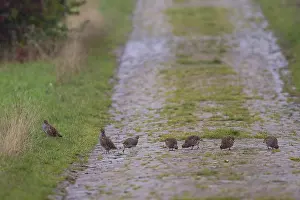 Drucke von Graugänse (Perdix perdix) Gruppe von 7 Vögeln, die auf einem Feldweg aus Feldsteinen gehen und fressen zwischen Ackerland und Hecken im Herbst, Hessen, Deutschland Rebhuhn Drucke: Grauer Lerche (Perdix perdix)