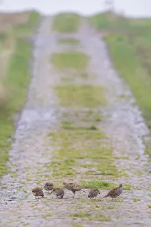 Drucke von Graugänse (Perdix perdix) Gruppe von 6 Vögeln gehen und fressen auf einem Feldweg aus Felsgestein zwischen Ackerflächen im Herbst, Hessen, Deutschland Rebhuhn Drucke: Grauer Wachtel (Perdix perdix)