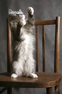 Grey Domestic Cat Drucke: The grey thoroughbred cat plays studios