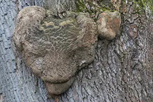 No People In Nature Scenes Drucke: Grotesque deformity of a tree trunk