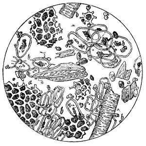 European Healthcare System Image Drucke: Ground coffee mixed with chicory