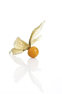 Fresh Ground Cherries Drucke: Groundcherry, Ground Cherry (Physalis)