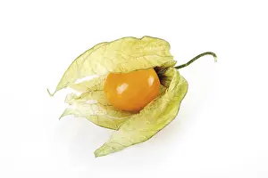 Ground Cherry Nutrition Drucke: Groundcherry (Physalis)