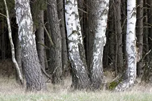 Birch Forest Landscape Drucke: Group of birch trees at the edge of a forest