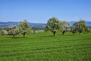Aargau Canton Landscape Photography Drucke: A group of blossoming pear trees
