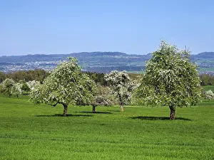 Aargau Canton Landscape Photography Drucke: A group of blossoming pear trees