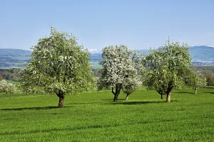Aargau Canton Landscape Photography Drucke: A group of blossoming pear trees