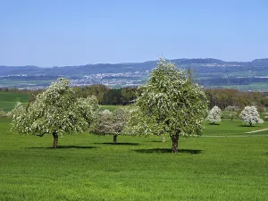 Aargau Canton Landscape Photography Drucke: A group of blossoming pear trees