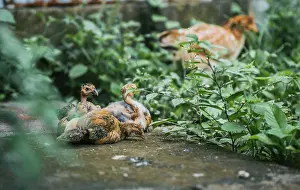 Productive Livestock Images Drucke: Group of chickens lying on the ground in the yard