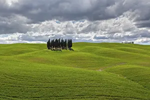Italian Countryside Images Drucke: Group of Cypresses in cornfield