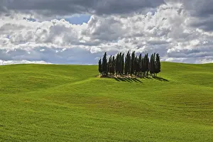 Cypress Tree Grove Drucke: Group of Cypresses in cornfield
