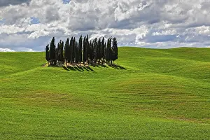 Cypress Trees In Cornfield Drucke: Group of Cypresses in cornfield