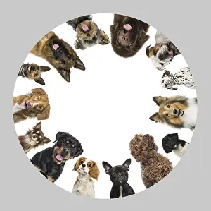 Close Up Dog Portrait Drucke: Group of dogs making a circle, panting and looking curious