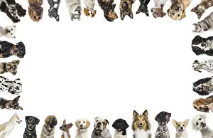 Cute Dogs Drucke: Group of dogs making a white frame border