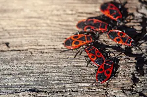 Deserted Natural Environment Images Drucke: A group of firebugs gathers on a rough