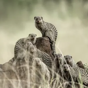 Drucke von Gruppe von Mungos, die auf die Kamera schauen, im Serengeti-Nationalpark Mongoose Drucke: Gruppe von Mangusten, die auf die Kamera schauen.