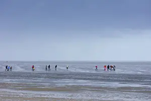 Northern Germany Coastline Scene Drucke: Group of mudflat strollers in mudflat