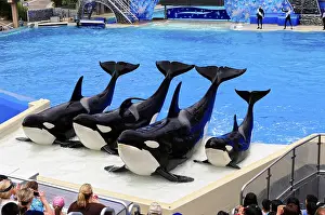 Killer Whale Show Drucke: A group of orcas is presented at a show at the edge of a pool