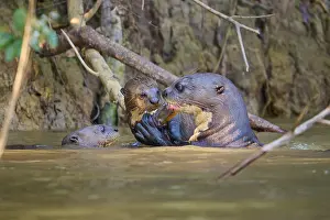 Drucke von Gruppe von Ottern, die im Fluss spielen und sich gegenseitig beeinflussen, Pteronura brasiliensis (Riesenotter), Pantanal, Mato Grosso, Brasilien Riesenotter Drucke: Gruppe von Ottern, die im Fluss spielen und miteinander interagieren.
