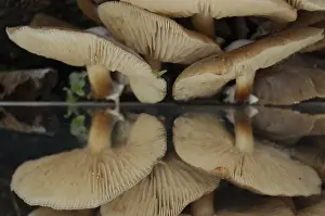 Flammulina Velutipes Drucke: Group of pale brown toadstools