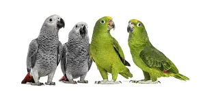Plain Colored Background Wildlife Drucke: Group of parrots