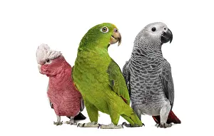 Animals In The Wild Photography Drucke: Group of parrots