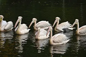 Drucke von Ein Gruppe von Pelikansen schwebt elegant auf einem stillen See, ihre großen Schnäbel und weißen Federn betonen die Schönheit der Natur. Die friedliche Szene unterstreicht Harmonie mit der Tierwelt Verwandte Bilder Drucke: Pelikane auf einem stillen See schwimmen