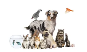 Cute Animals Drucke: Group of pets posing around an australian shepherd