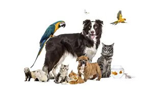 Friendly Dog Breed Drucke: Group of pets posing around a border collie