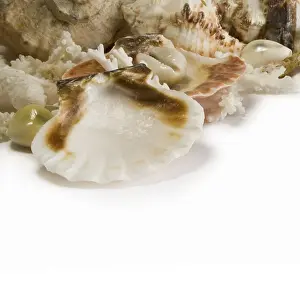 Clear Copy Space For Text Drucke: Group of sea shells and corals isolated