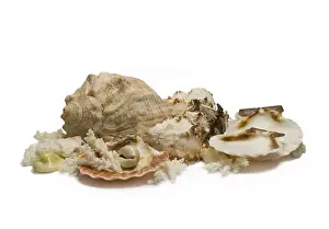 Underwater World Scene Drucke: Group of sea shells and corals isolated