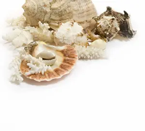 US Dollar Note Background Drucke: Group of sea shells and corals isolated