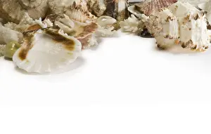 Underwater World Animals Drucke: Group of sea shells and corals isolated