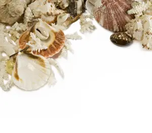 Mollusc Images Drucke: Group of sea shells and corals isolated