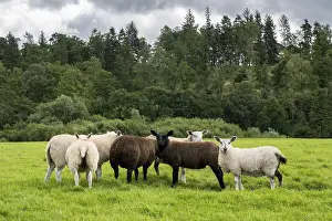 Livestock Farming UK Drucke: A group of sheep standing in a meadow