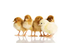 Cute Chicks Drucke: Group of small chicks. Isolated on white