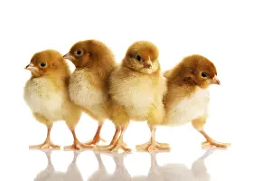 Young Bird Photography Drucke: Group of small chicks. Isolated on white
