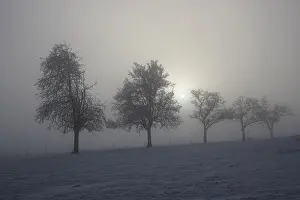 Snowy Forest Landscape Drucke: Group of trees in diffused light