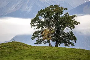 Allgau Autumn Scene Drucke: Group of trees in front of fog