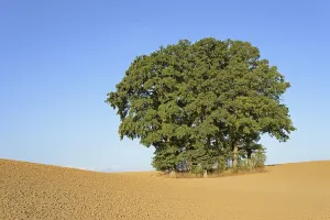 Deciduous Tree Landscape Germany Drucke: Group of trees, oak trees (Quercus) on a field