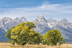 Wyoming Landscape Photography Drucke: Group of trees in front of the Teton Range