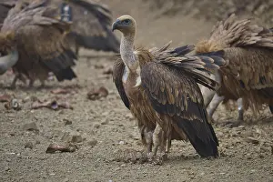 Griffon Vulture Drucke: A group of vultures on earthen ground