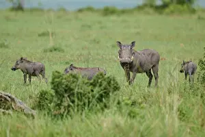 Drucke von Ein Gruppe von Kriegspferden weiden auf einer weiten, grünen Fläche in friedlichen Umgebungen, Kriegspferd (Phacochoerus africanus), Masai Mara National Reserve, Narok County, Kenia Warzenschwein Drucke: Ein Gruppe von Kriegspfauen grasst auf einem weiten.