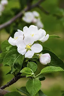 Deserted Orchard Trees Drucke: Group of white apple tree flower