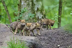 Wolf Cubs In Germany Drucke: A group of wolf cubs curiously explore the forest floor in the background