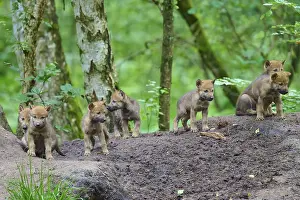 Wolf Cubs In Forest Drucke: A group of wolf cubs are exploring the area under the trees in the forest